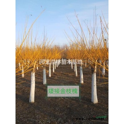 5公分红叶李价格 上车价格多少