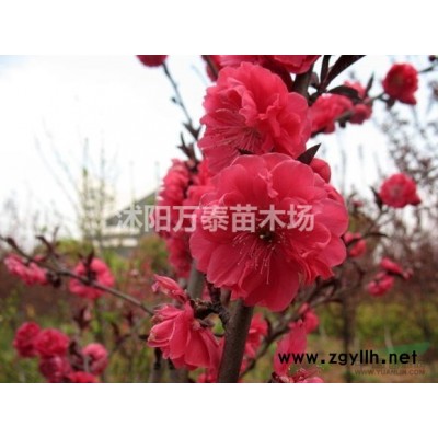 红叶李价格、红叶李批发、红叶李供应