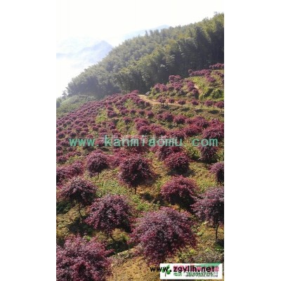 浙江红枫苗圃|红枫树|红枫供应基地|红枫产地|红枫种植基地