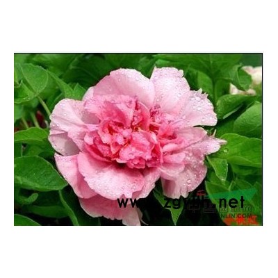 销售美国红枫树苗