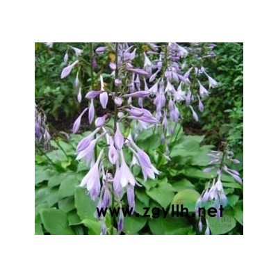 紫叶李，红叶李，太阳李，