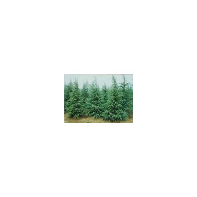 朴树，法桐、红枫，垂柳、紫薇、紫荆、红叶石楠
