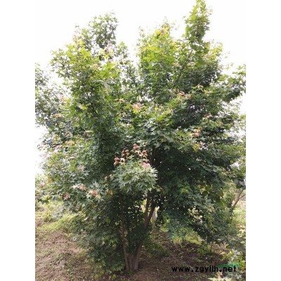 西安供应3公分红叶李