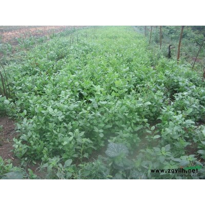 南阳供应日本红枫