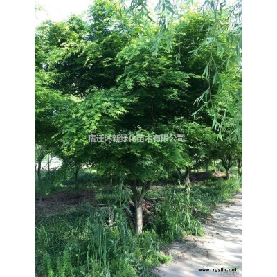 江苏供应红叶李2规格*