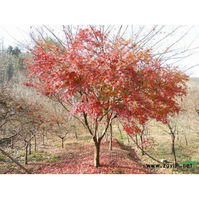 浙江 长兴 大量供应  红叶李  5-13公分