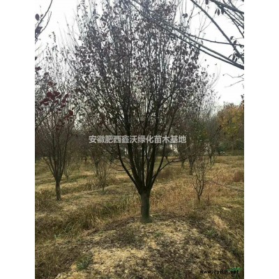 安徽紫叶李 红叶李出售