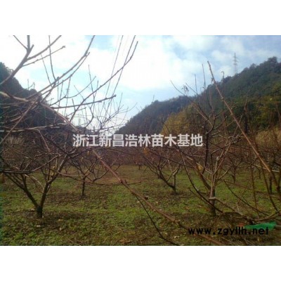 浙江地区 红叶李4-8公分数量7000颗，欢迎采购