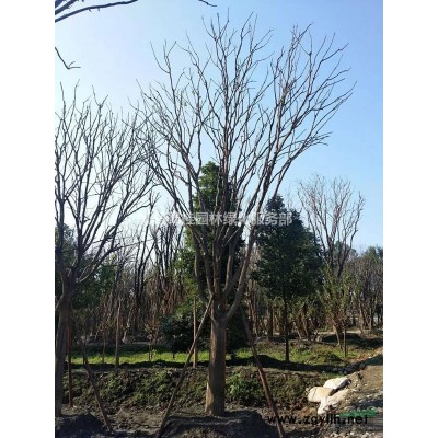 红叶李、紫叶李、高杆红叶李、低分枝红叶李、成都红叶李