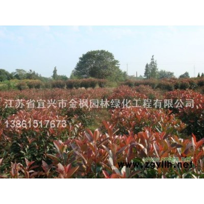 美国改良红枫