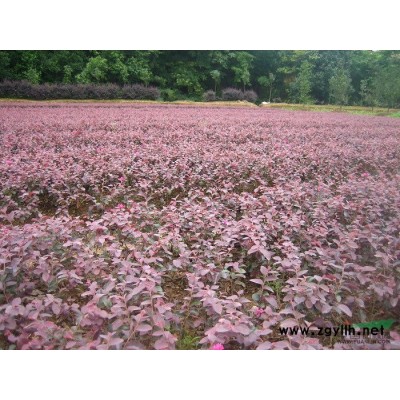 江苏南京红叶李 江苏红叶李供应 出售江苏南京红叶李价格