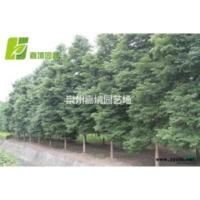 成都郫县温江崇州长期低价供应红叶李，紫叶李等乔灌木