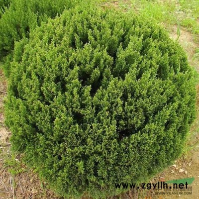 红叶李2批发/河南红叶李2批发/特价批发河南红叶李2