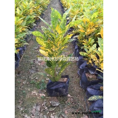 福建红枫产地 福建红枫价格 红枫报价 红枫种植基地