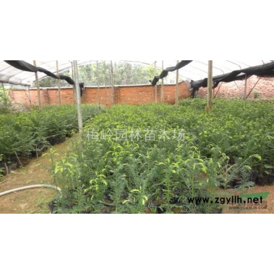 供应各种桂花树