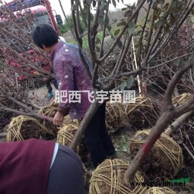 肥西 供应10公分 美国红枫