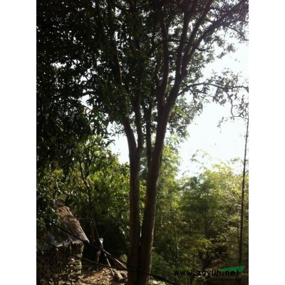 浙江大叶红枫*新报价/大叶红枫图片