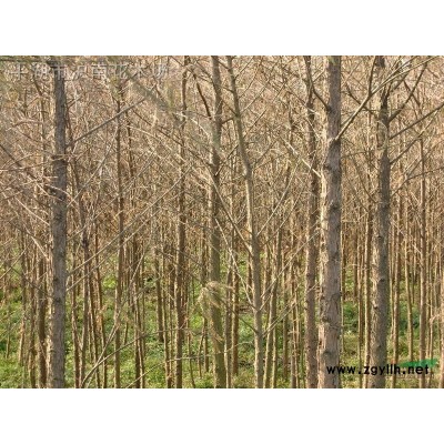 枫香、桂花、水杉