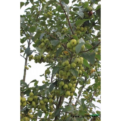 安徽红枫*新报价/红枫图片