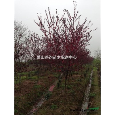 供应3一15公分红枫