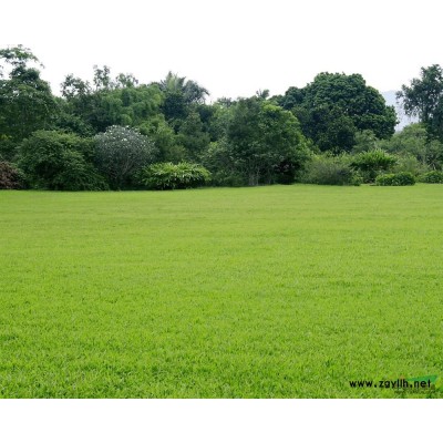 红豆杉种子，红枫种子，