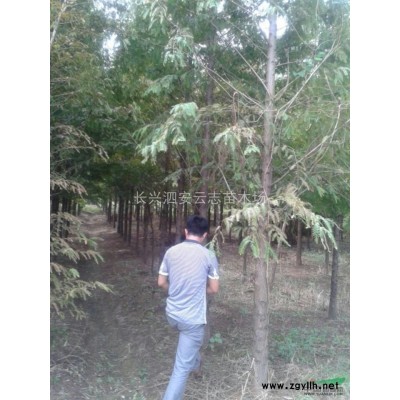 浙江红枫，湖州长兴红枫供应