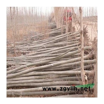 山东日本红枫1*新报价/日本红枫1图片