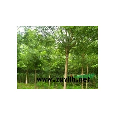 日本红枫小苗价格-菏泽五角枫苗销售商-1年生五角枫小苗批发