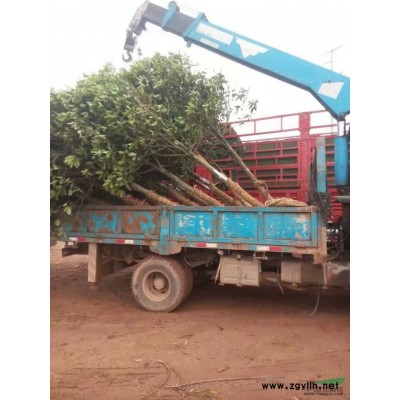 湖北低价供应5-15公分樱花，红叶李