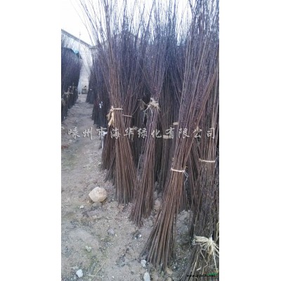 供应常年红枫小苗