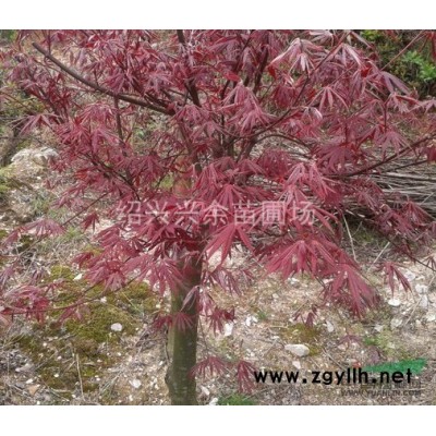 绍兴红枫，红枫价格