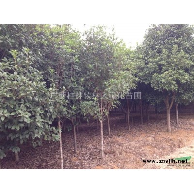 精品红枫，各种规格，价格面议，欢迎前来参观考察