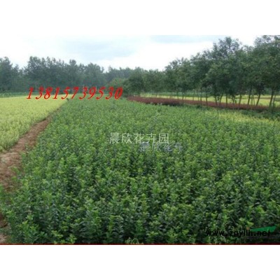 红枫小苗批发 红枫 红枫苗 红枫小苗 红枫盆景 批发红枫苗