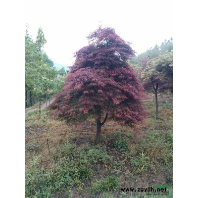 精品羽毛枫，鸡爪槭，红枫