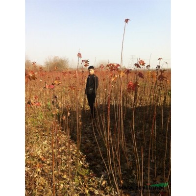 供应美国红枫小苗高度1米-2米