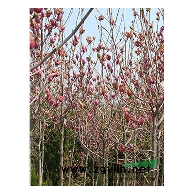 宁滁苗圃场售多规格大量红叶石楠、雪松、紫玉兰、美国红枫等！