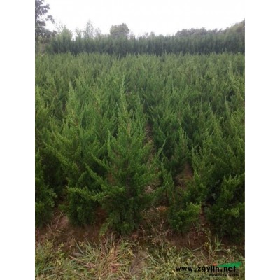 红叶李图片\红叶李报价