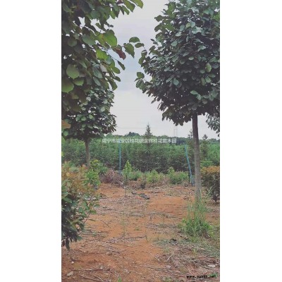 湖北咸宁9公分红叶李基地