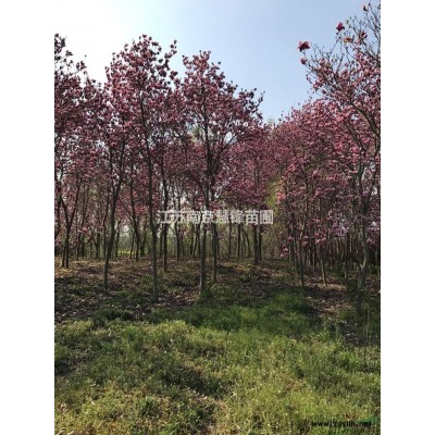 红叶李*新价格/红叶李报价