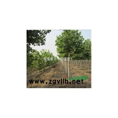 山东低价批发3到10公分紫叶李，红叶李