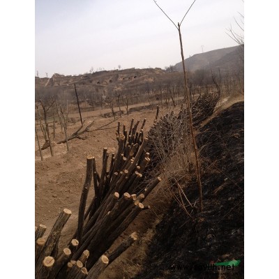 陕西红叶李供应 出售红叶李 西安红叶李实拍