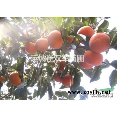 红叶李供应商/红叶李苗价格/山西运城红叶李小苗基地