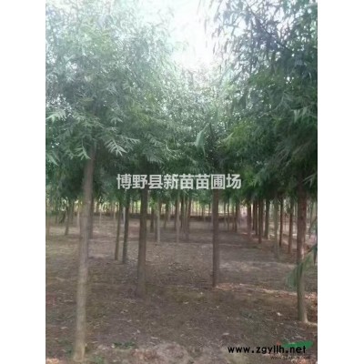 太阳李   红叶李