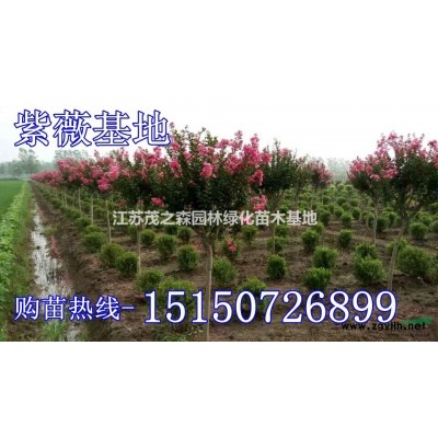 6-7公分紫叶李价格8-9-10公分紫叶李价格查询-红叶李价图1