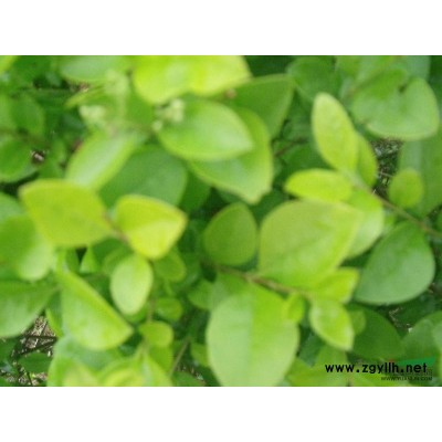 精品桂花，桂花小苗，桂花球