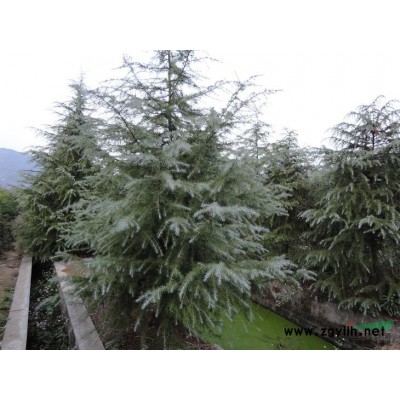 胸径8-10公分的桂花苗木