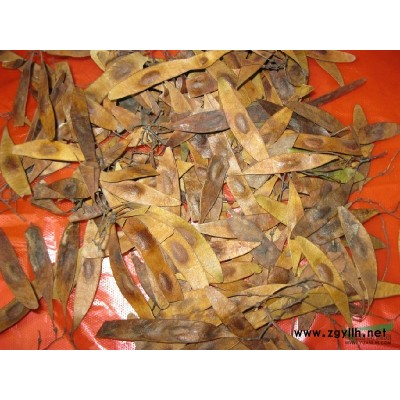 红枫*新价格/红枫报价