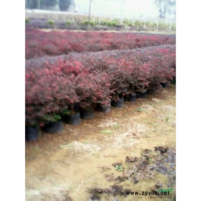 大量供应90公分以上八月桂花树小苗。中树。大树。