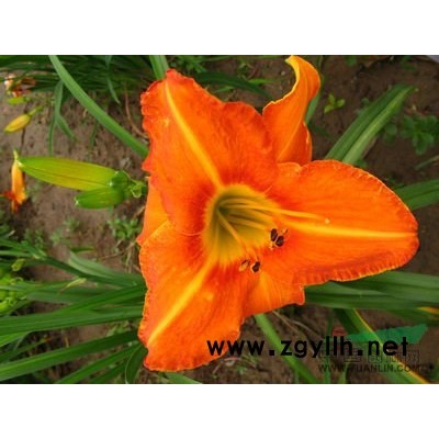 红枫|红枫价格|红枫基地|红枫种植|地区红枫