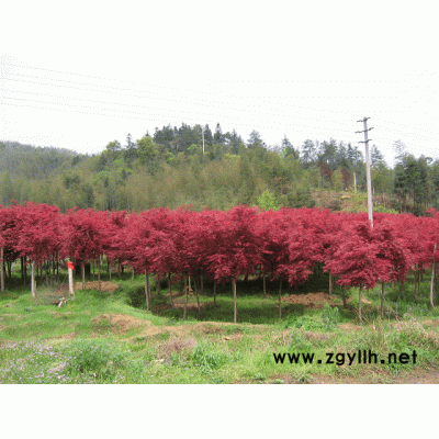 杨梅、紫薇、红枫、银杏、桂花等苗木